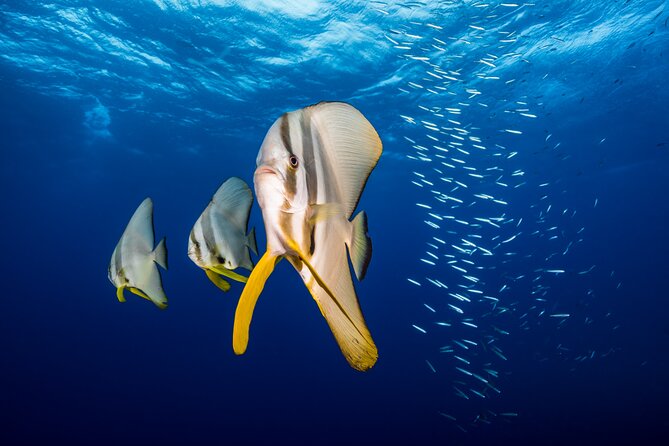 Premium Guided Dive Trip - Outer Great Barrier Reef - Dedicated guide support: safety briefing first, then reef time