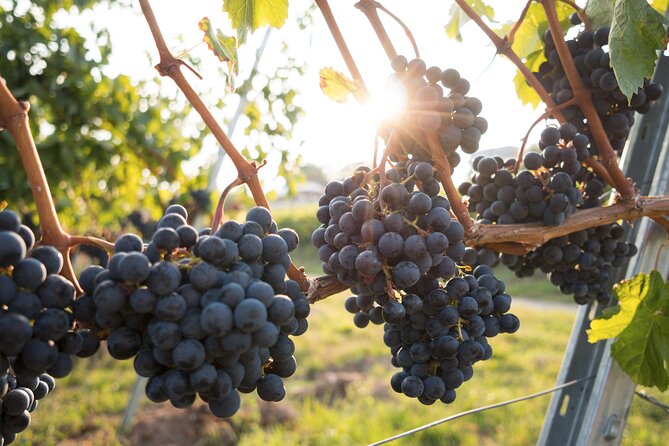 Premium Hunter Valley Wine Tour with Lunch from Sydney - Wine + cheese and wine + chocolate pairings: why the structure is the value