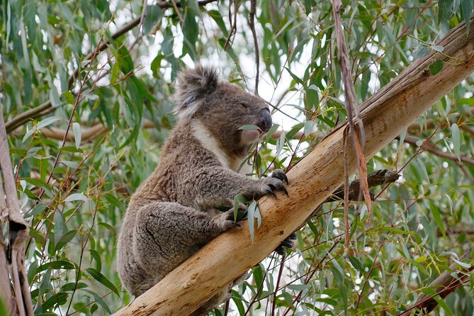 Premium Small Group Philip Island eco Tour - Wild wallabies and conservation facts: why the “eco” angle matters