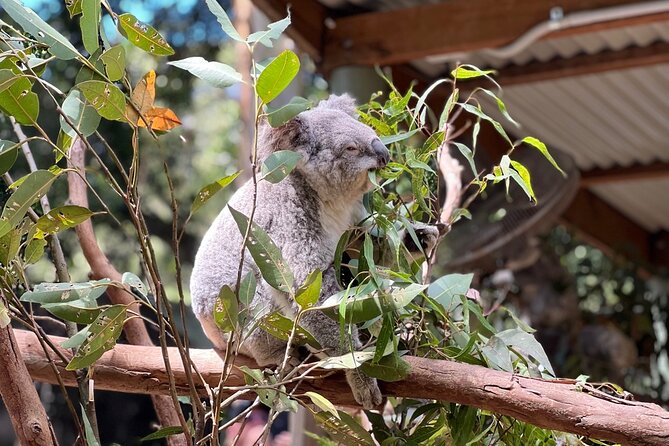 Private Blue Mountains Day Trip VIP from Sydney luxury Mercedes - Featherdale Wildlife Park: The Easiest Win for Seeing Australia’s Animals
