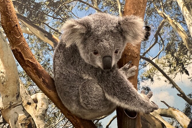 Private Blue Mountains Day Trip VIP from Sydney luxury Mercedes - Echo Point and the Three Sisters: Lunch With a View at the Heart of It