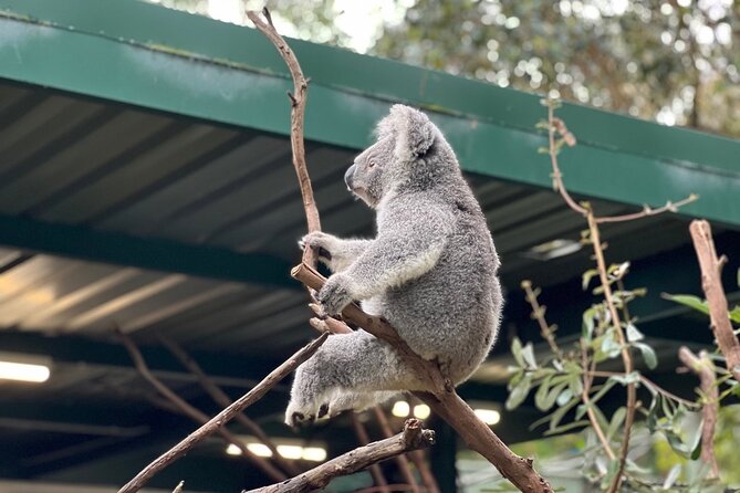 Private Blue Mountains Day Trip VIP from Sydney luxury Mercedes - Leura Shops After Your Meal: Where the Day Gets Slower