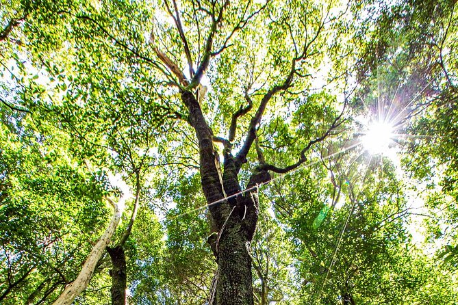Private Blue Mountains Escape The Crowds Mercedes Tour - The “escape the crowds” sweep: Blue Mountains villages and quick nature breaks