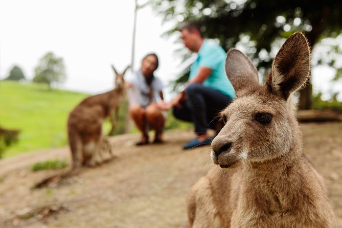 Private Blue Mountains High Country Day Trip from Sydney - Featherdale Wildlife Park: meet kangaroos and koalas early