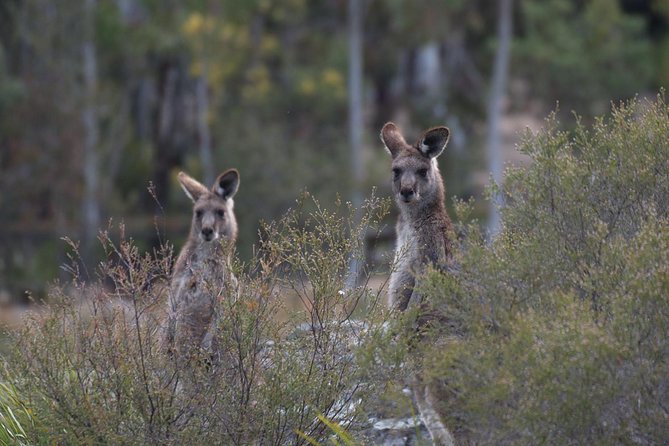 Private Blue Mountains Insider Tour from Sydney - Jamison Valley drive and Wentworth Falls walk: the core of the day