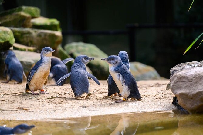 PRIVATE Blue Mountains Scenic World Australian Wildlife & Cruise - Price and value: what $584.55 really buys you