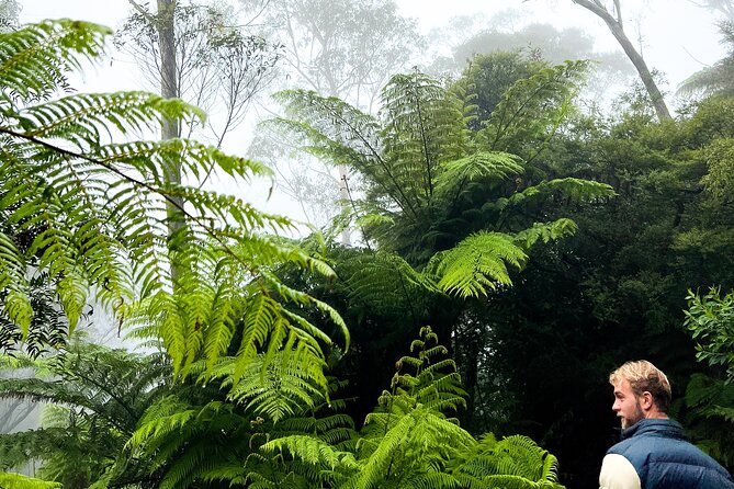 Private Blue Mountains Tour | Waterfalls, Koalas & Views - Wentworth Falls and the Undercliff Track: short hike, big payoff