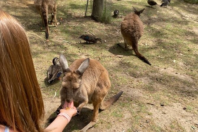 Private Blue Mountains Tour | Waterfalls, Koalas & Views - Scenic World: optional rainforest railway and cable cars ($50 per person)