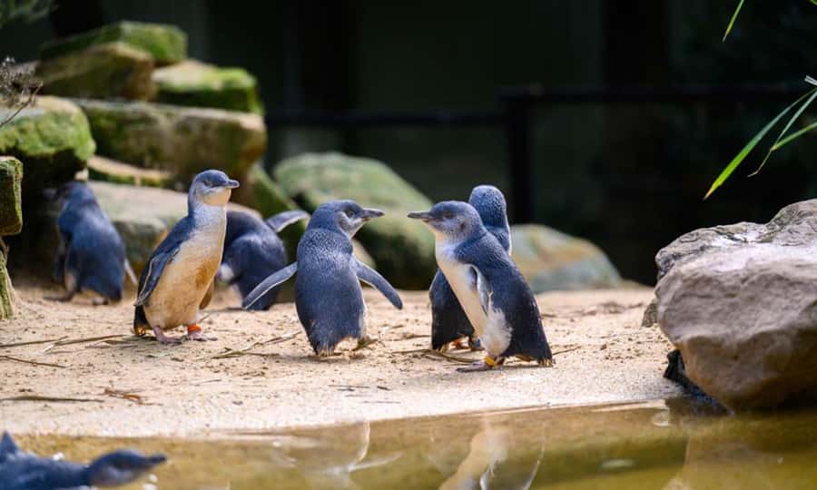 Private BlueMountains, ScenicWorld & AustralianWildlife Tour - Who should book (and who should reconsider)