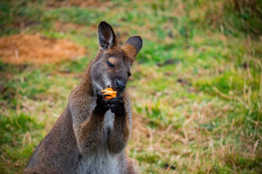 Private BlueMountains, ScenicWorld & AustralianWildlife Tour - A private Sydney-to-Blue Mountains day that feels unhurried