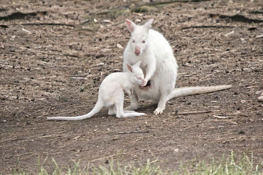Private BlueMountains, ScenicWorld & AustralianWildlife Tour - Scenic World rides: the cableway moment between the mountains