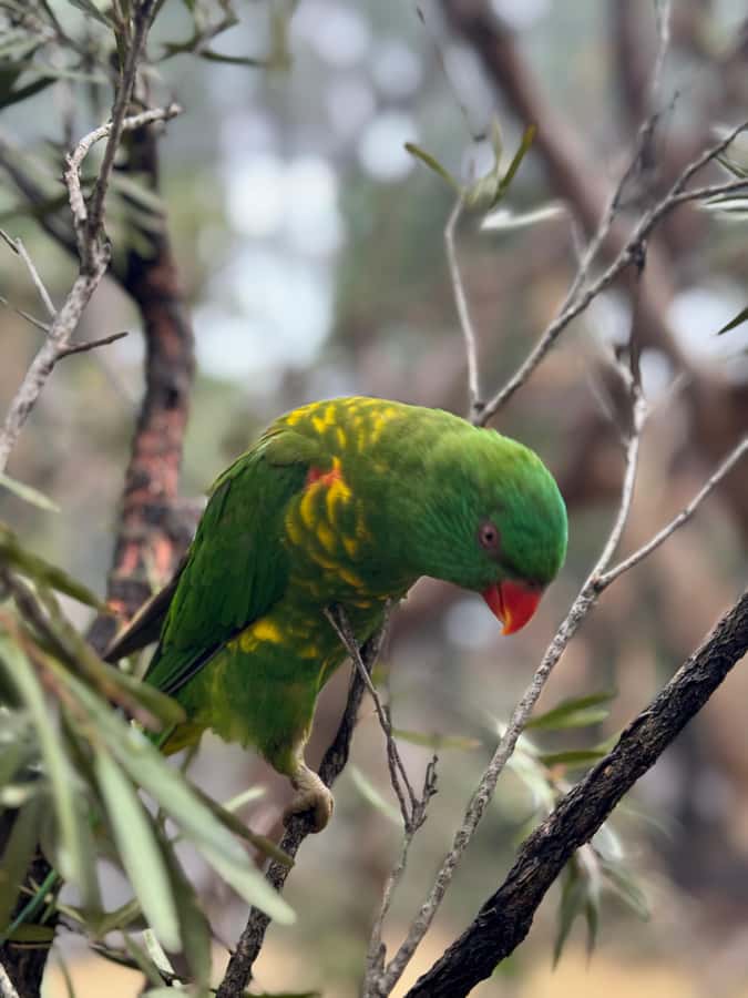 Private BlueMountains, ScenicWorld & AustralianWildlife Tour - Guide Joseph and why private makes a difference