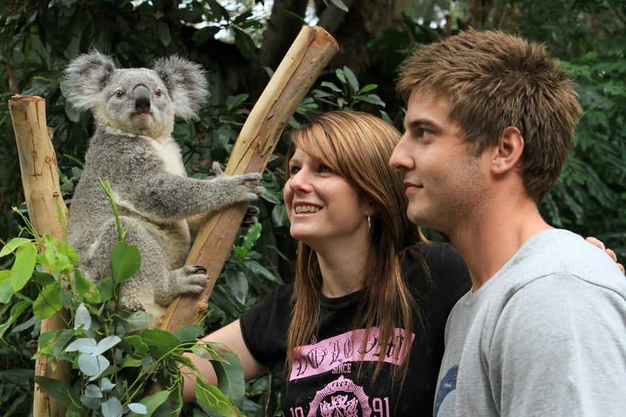 Private BlueMountains, ScenicWorld & AustralianWildlife Tour - Featherdale Wildlife Park: koalas, kangaroos, and real handling time