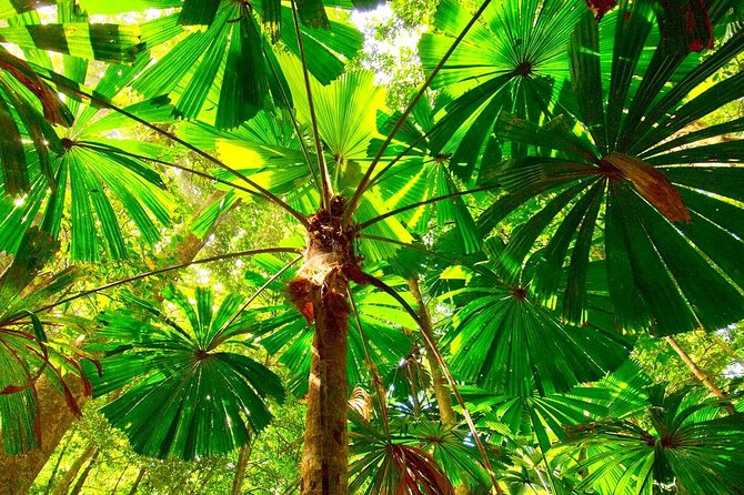 Private Cape Tribulation & Mossman Gorge Day Tour - Cape Tribulation and Kulki Lookout: The Rainforest Meets the Reef