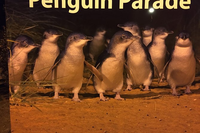 Private custom Penguin Tour with Premium Penguin Tickets - Key things I think you’ll care about