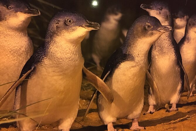 Private custom Penguin Tour with Premium Penguin Tickets - Stop: The Nobbies Centre for dramatic coast views