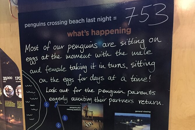 Private custom Penguin Tour with Premium Penguin Tickets - Customizing your day: what you can ask your guide for