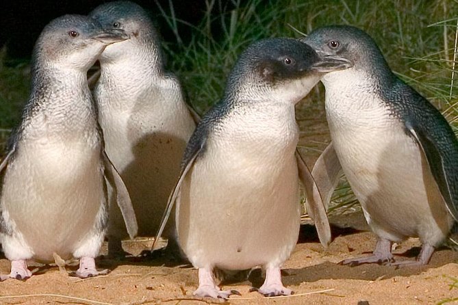 Private custom Tour of Phillip Island With Penguin Parade - Key Highlights to Know Before You Go
