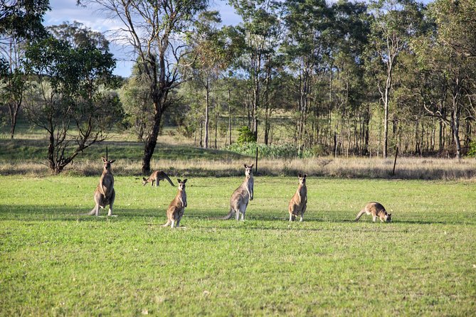 Private full-day wine tour in the Hunter Valley - Who should book this Hunter Valley private tour