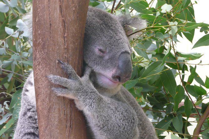 Private Guided Tour from Sydney to Blue Mountains National Park - Eaglehawk and Cahills Lookouts: Three Sisters and Megalong Valley on your schedule