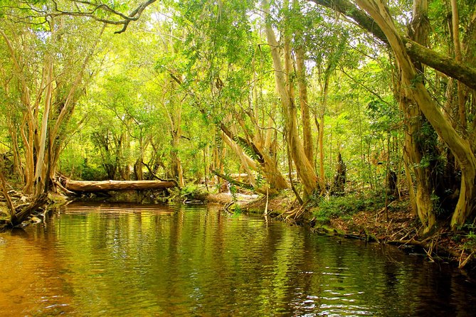 Private Half Day Tour: World Heritage Rainforest & Waterfall - Key points to know before you go