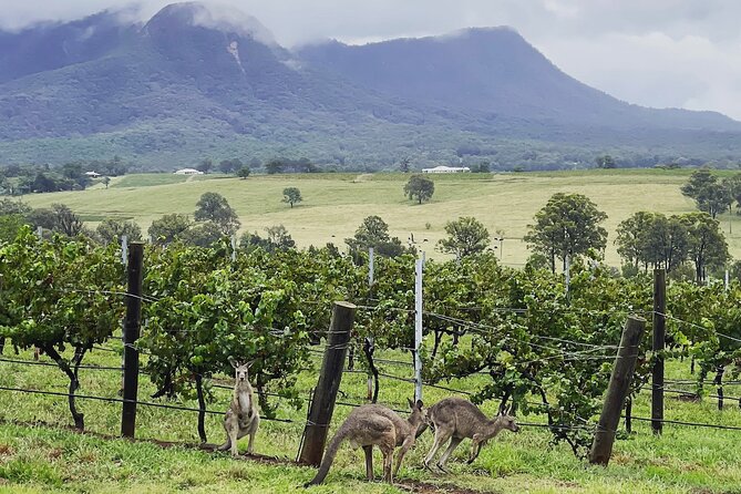 Private Hunter Valley Wine Tasting Tour from Sydney - Why This Private Hunter Valley Wine Day Works Better Than a Big Bus