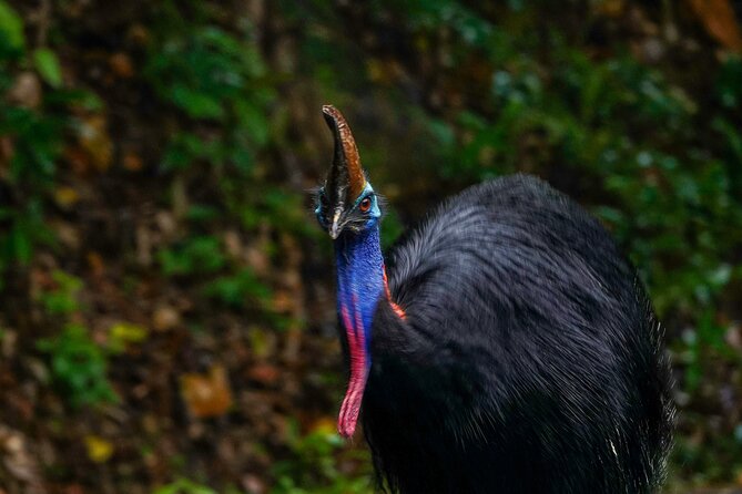 Private Luxury Cape Tribulation Adventure and Crocodile Cruise - Key Highlights You’ll Actually Feel