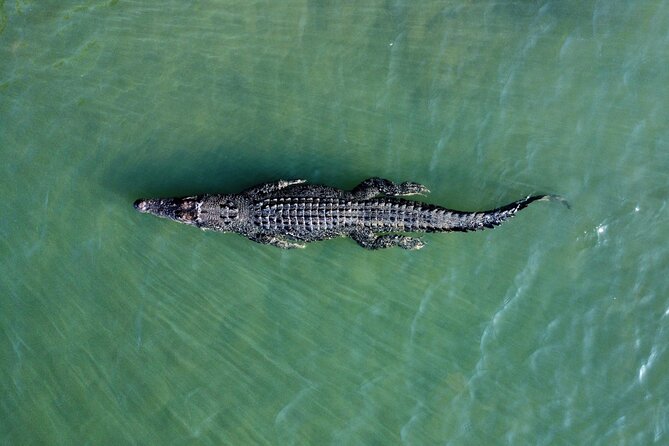 Private Luxury Cape Tribulation Adventure and Crocodile Cruise - Crossing into Daintree National Park: Ferry, Lookouts, and Stops