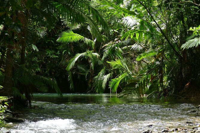 Private Luxury Cape Tribulation Adventure and Crocodile Cruise - Solar Whisper Private Crocodile Cruise on the Daintree River