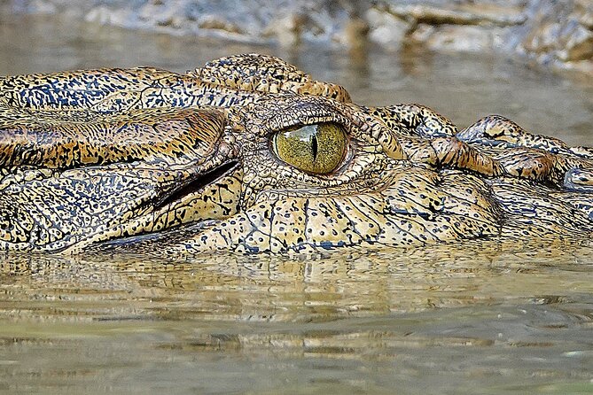 Private Luxury Cape Tribulation Adventure and Crocodile Cruise - Price and Value: What $1,036.42 Is Buying You