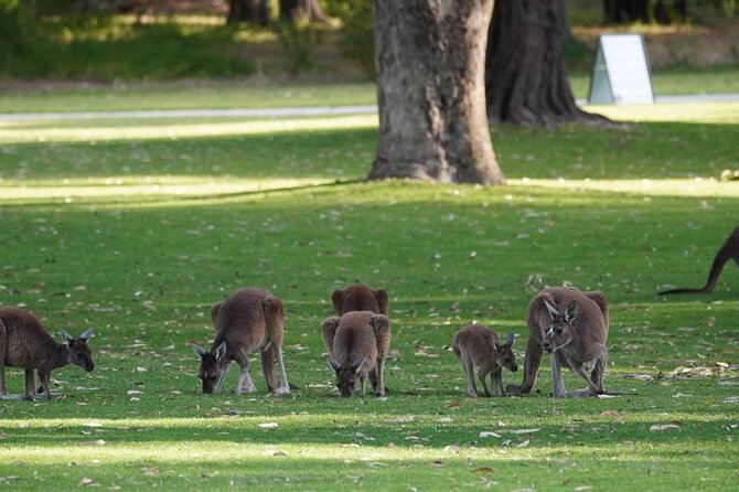 Private One Day Perth Tour - Cottesloe Beach: swim time, salt-air breaks, and casual brunch energy