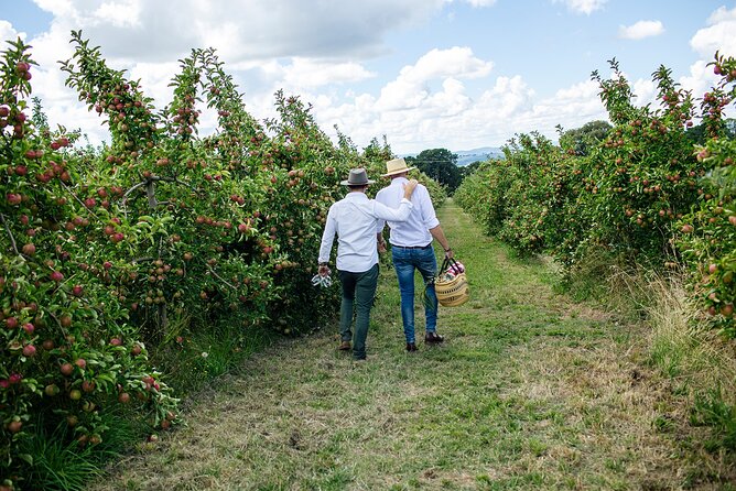 Private Picnic Lunch Experience in Orange with Wine - Guided Printhie Wine Tasting That Actually Has a Point