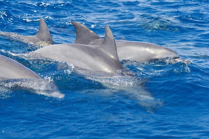 Private Port Stephens Day Trip from Sydney incl Dolphin Cruise - Key Things I’d Prioritize on This Tour