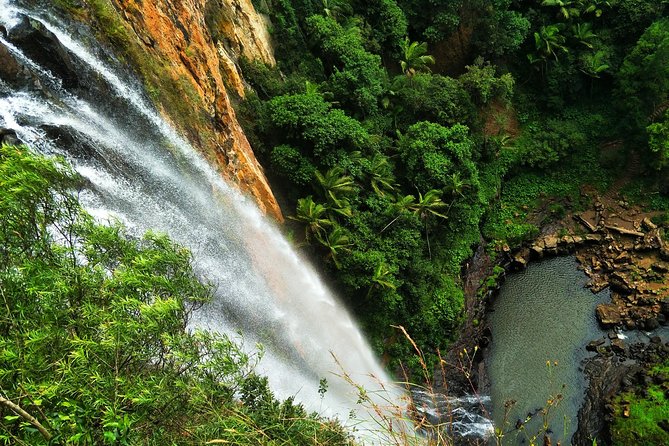 Private Rainforest & Wildlife Tour - Build Your Own Experience - Gondwana Rainforests: a private Gold Coast day with real choices