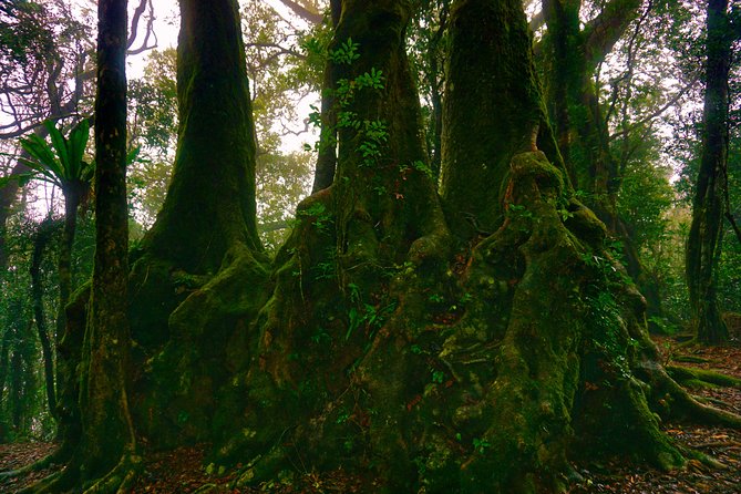 Private Rainforest & Wildlife Tour - Build Your Own Experience - Building your hike: choosing walking distances without losing the fun