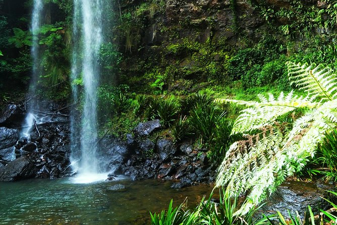 Private Rainforest & Wildlife Tour - Build Your Own Experience - Wildlife spotting that doesn’t feel like a scavenger hunt