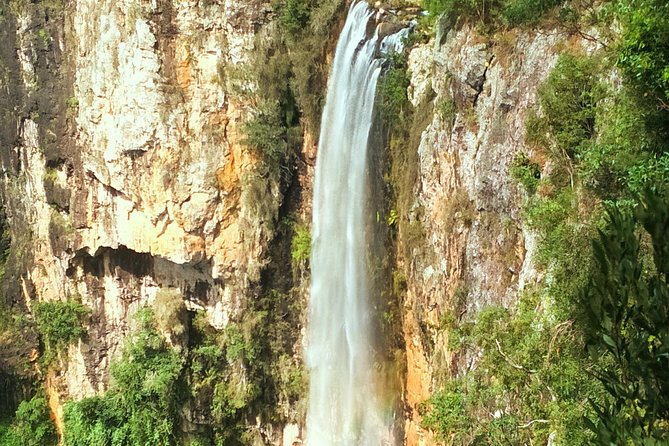 Private Rainforest & Wildlife Tour - Build Your Own Experience - Springbrook National Park: waterfalls, koalas, glow worms, and lookouts