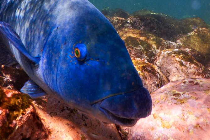 Private Snorkeling Tour In Sydney's Marine Reserve - Fitting Up: Wetsuit, Mask, Snorkel, Fins, and Optional Buoyancy