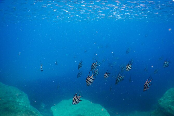 Private Snorkeling Tour In Sydney's Marine Reserve - The Route Game: How Recent Marine Activity Shapes Your Snorkel