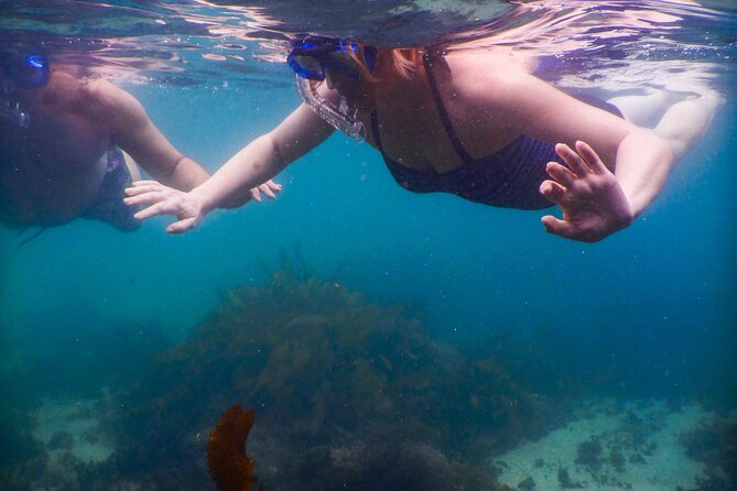 Private Snorkeling Tour In Sydney's Marine Reserve - What You’ll See Under the Surface: Fish, Kelp, and Cuttlefish