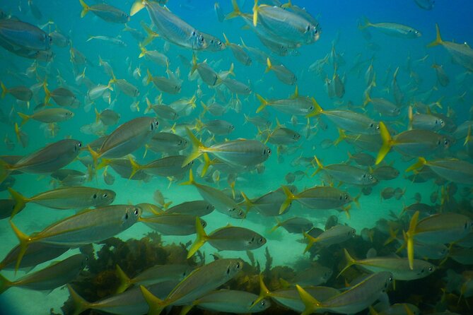 Private Snorkeling Tour In Sydney's Marine Reserve - Having the Guide in Your Corner (Including Photo Help)