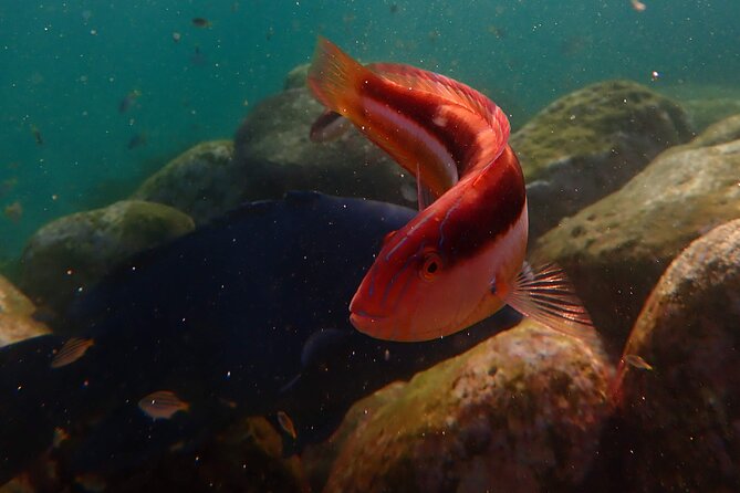 Private Snorkeling Tour In Sydney's Marine Reserve - If Clovelly Turns Rough: Little Bay as the Backup