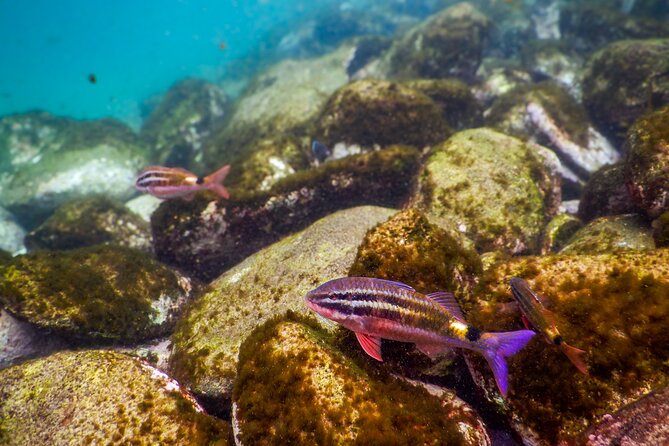 Private Snorkeling Tour In Sydney's Marine Reserve - After Your 1.5 Hours: Clovelly, Bondi-to-Coogee, and Quick Bites