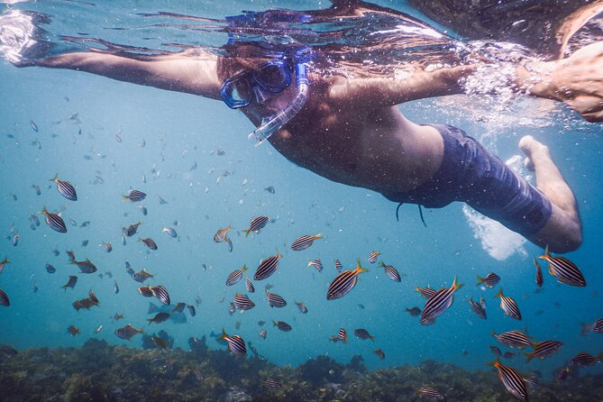 Private Snorkeling Tour In Sydney's Marine Reserve - Getting Started at Clovelly Free Car Park (And Why It Matters)