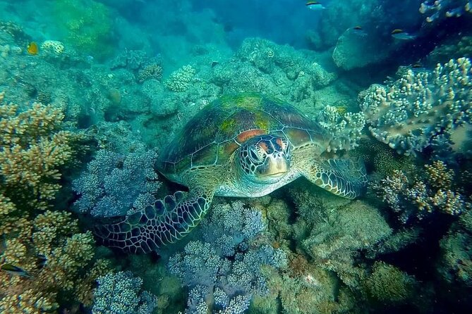 Private Standard Charter Experience in Whitsundays - Snorkeling Gear: Why Included Equipment Is a Big Deal