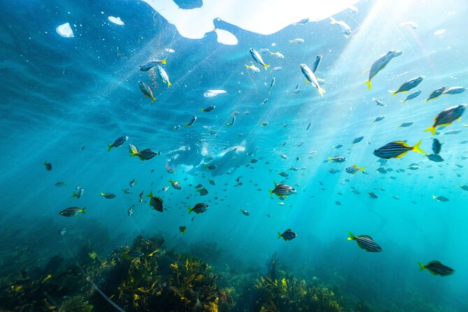 Private Sydney Snorkeling Experience: Explore Cabbage Tree Bay - Key highlights you should care about