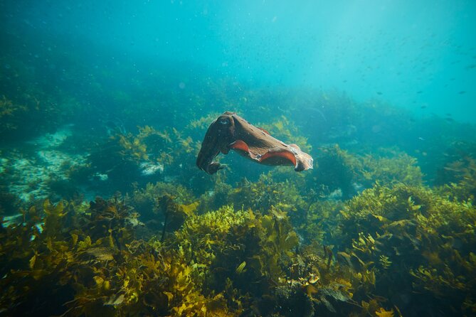 Private Sydney Snorkeling Experience: Explore Cabbage Tree Bay - Why a no-take reserve makes wildlife spotting easier