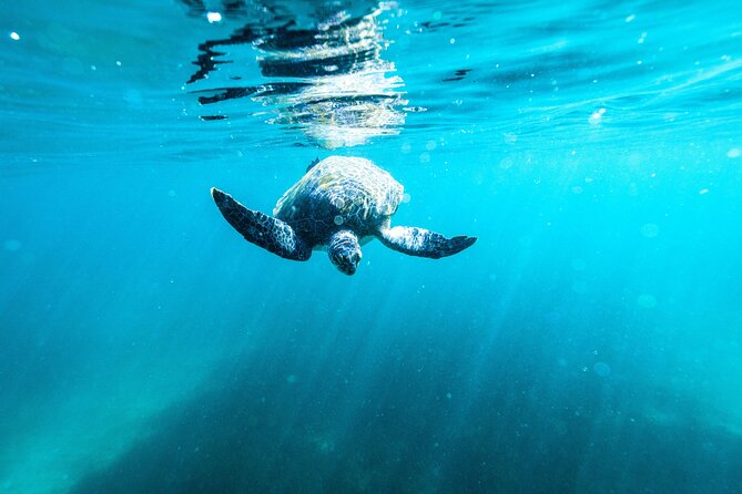 Private Sydney Snorkeling Experience: Explore Cabbage Tree Bay - Damien and the team style: friendly, organized, and safety-first
