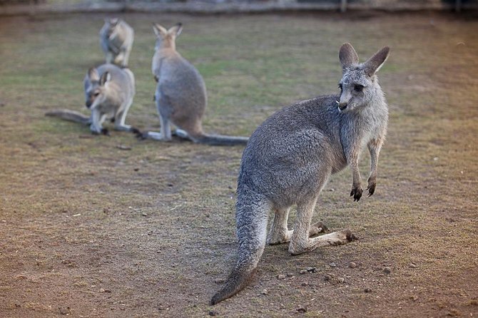 Private Tour: Blue Mountains Day Trip from Sydney - Three Sisters and the Aboriginal story: the famous rocks, explained well