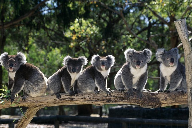 [Private Tour] Healesville Sanctuary Wildlife & Puffing Billy Steam Train - Key highlights you’ll feel right away